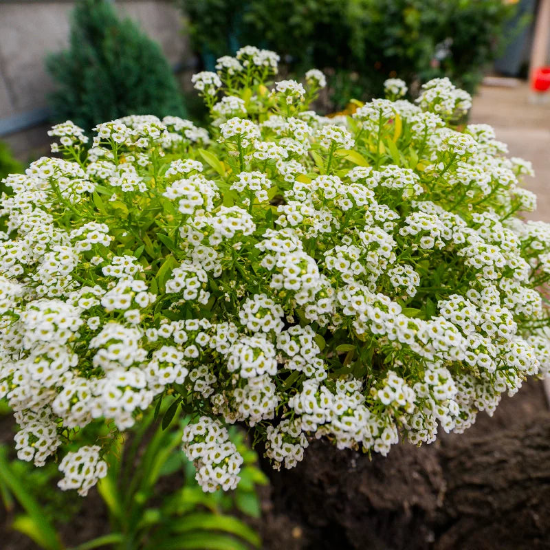 How To Plant Your Growing Paper